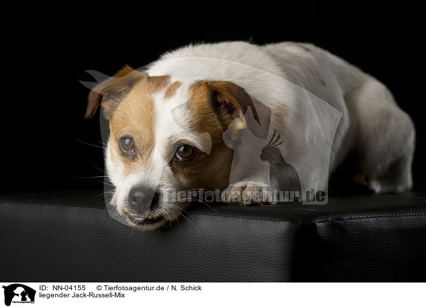 liegender Jack-Russell-Mix / lying mongrel / NN-04155