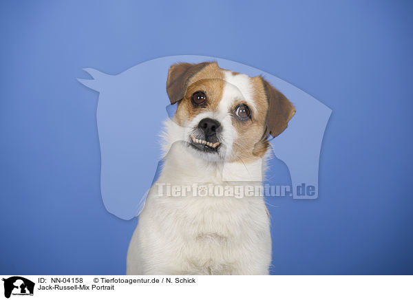 Jack-Russell-Mix Portrait / mongrel portrait / NN-04158