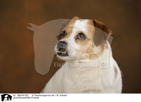 Jack-Russell-Mix Portrait / mongrel portrait / NN-04160