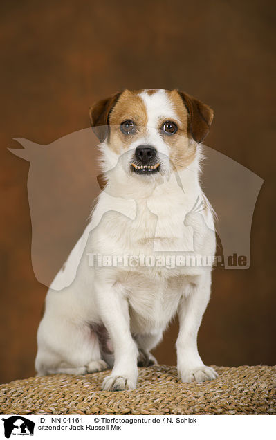 sitzender Jack-Russell-Mix / sitting mongrel / NN-04161