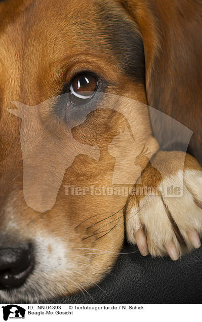 Beagle-Mix Gesicht / mongrel face / NN-04393