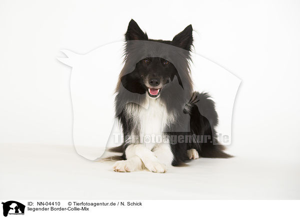 liegender Border-Collie-Mix / lying mongrel / NN-04410