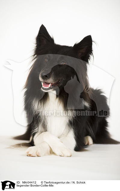 liegender Border-Collie-Mix / lying mongrel / NN-04412
