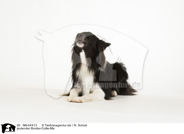 jaulender Border-Collie-Mix / yowling mongrel / NN-04413