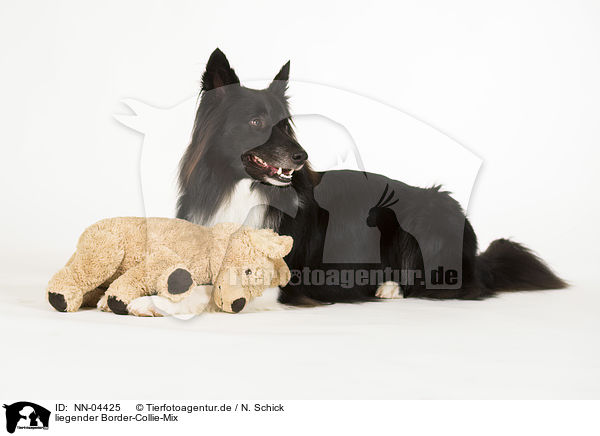 liegender Border-Collie-Mix / lying mongrel / NN-04425