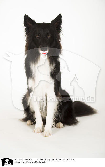 sitzender Border-Collie-Mix / sitting mongrel / NN-04432