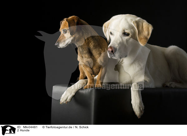 2 Hunde / 2 dogs / NN-04481
