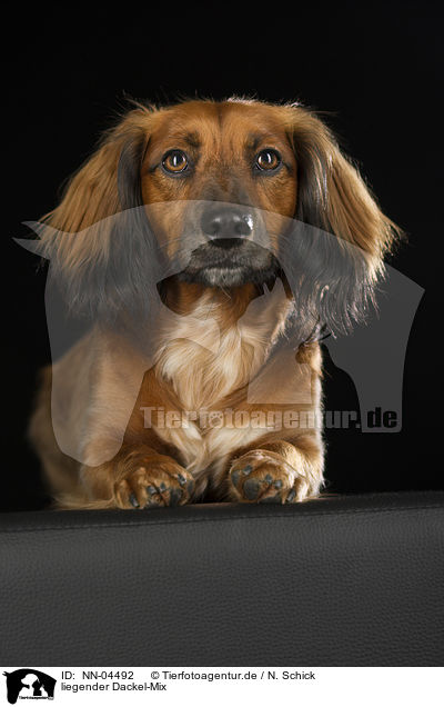 liegender Dackel-Mix / NN-04492