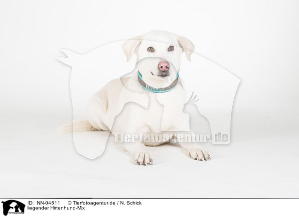 liegender Hirtenhund-Mix / lying mongrel / NN-04511