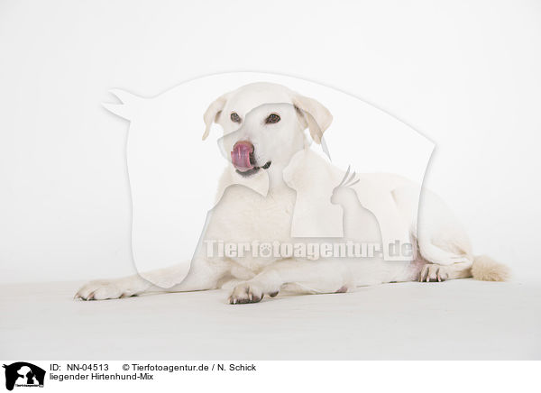 liegender Hirtenhund-Mix / lying mongrel / NN-04513