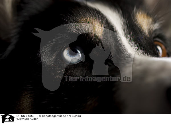 Husky-Mix Augen / mongrel eyes / NN-04553