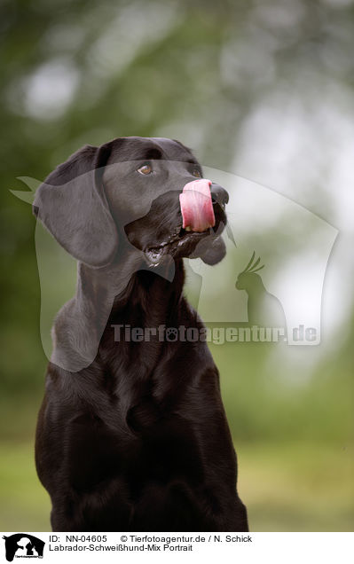 Labrador-Schweihund-Mix Portrait / mongrel portrait / NN-04605