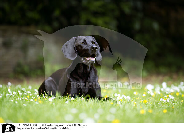 liegender Labrador-Schweihund-Mix / lying mongrel / NN-04608