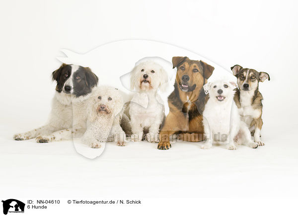 6 Hunde / 6 dogs / NN-04610