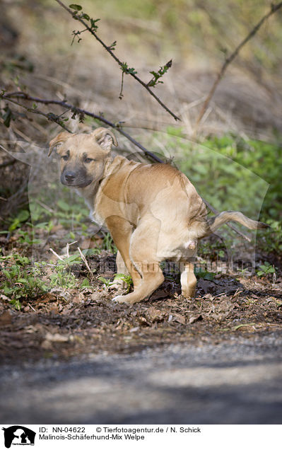 Malinois-Schferhund-Mix Welpe / mongrel puppy / NN-04622