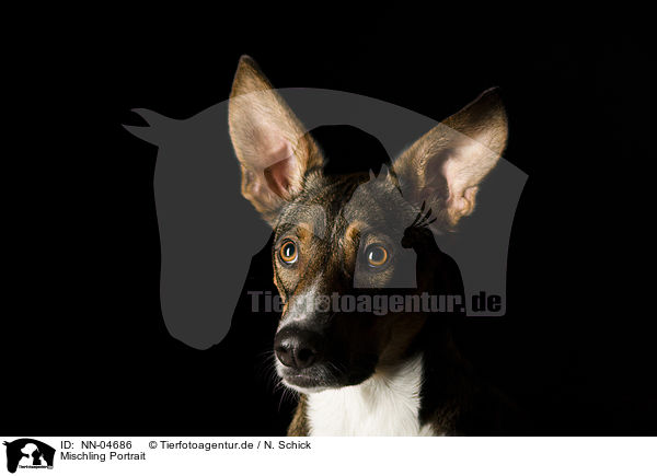 Mischling Portrait / NN-04686