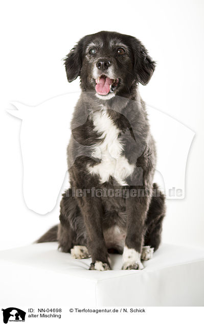 alter Mischling / old mongrel / NN-04698