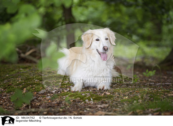 liegender Mischling / lying mongrel / NN-04762