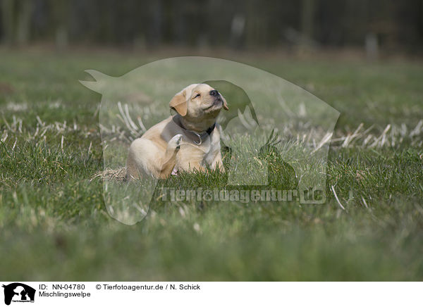 Mischlingswelpe / mongrel puppy / NN-04780