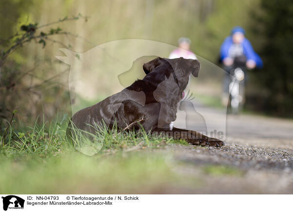 liegender Mnsterlnder-Labrador-Mix / lying mongrel / NN-04793