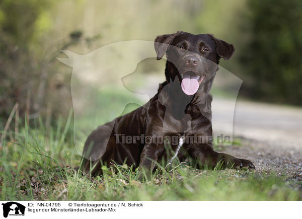 liegender Mnsterlnder-Labrador-Mix / lying mongrel / NN-04795