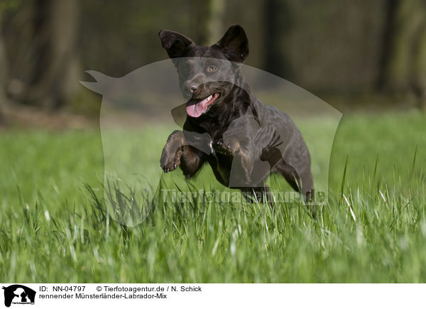 rennender Mnsterlnder-Labrador-Mix / running mongrel / NN-04797