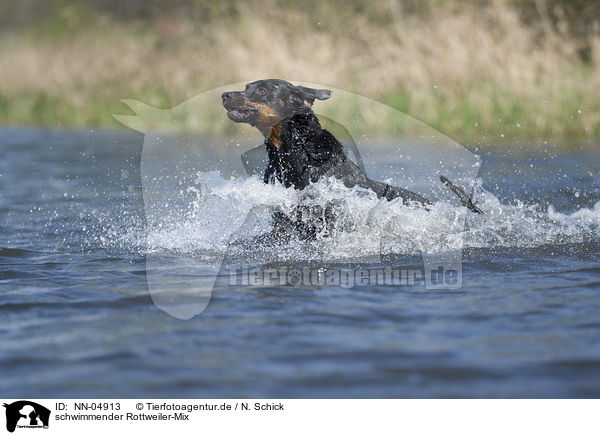 schwimmender Rottweiler-Mix / swimming mongrel / NN-04913