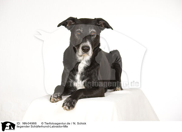 liegender Schferhund-Labrador-Mix / lying Shepherd-Labrador mongrel / NN-04966