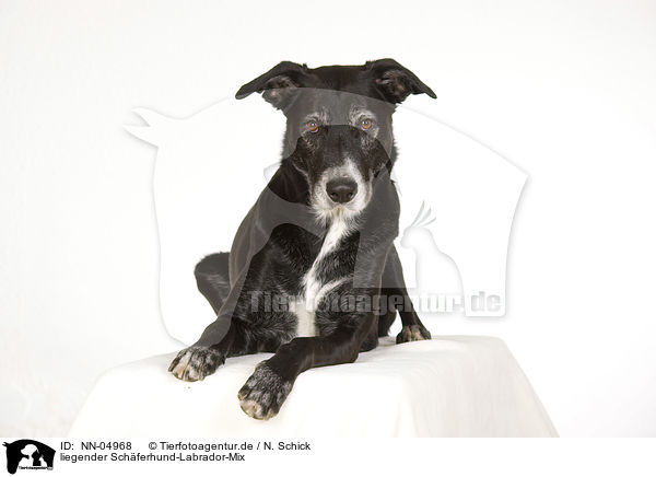 liegender Schferhund-Labrador-Mix / lying mongrel / NN-04968