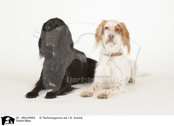Setter-Mixe / 2 mongrels / NN-04969