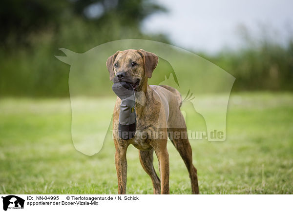 apportierender Boxer-Vizsla-Mix / retrieving mongrel / NN-04995