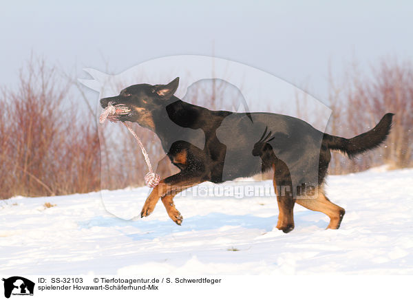 spielender Hovawart-Schferhund-Mix / playing mongrel / SS-32103