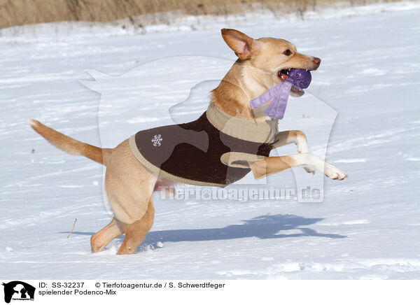 spielender Podenco-Mix / playing mongrel / SS-32237