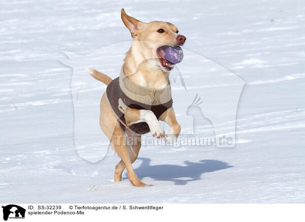 spielender Podenco-Mix / playing mongrel / SS-32239