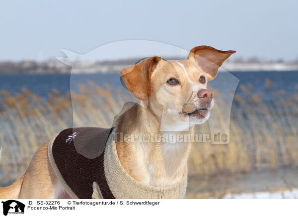 Podenco-Mix Portrait / mongrel portrait / SS-32276