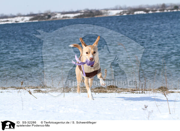 spielender Podenco-Mix / playing mongrel / SS-32286