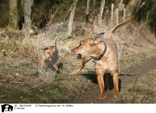 2 Hunde / 2 dogs / AB-03048