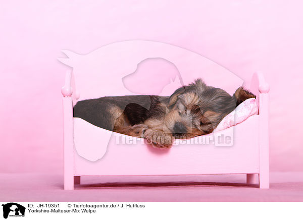 Yorkshire-Malteser-Mix Welpe / mongrel puppy / JH-19351