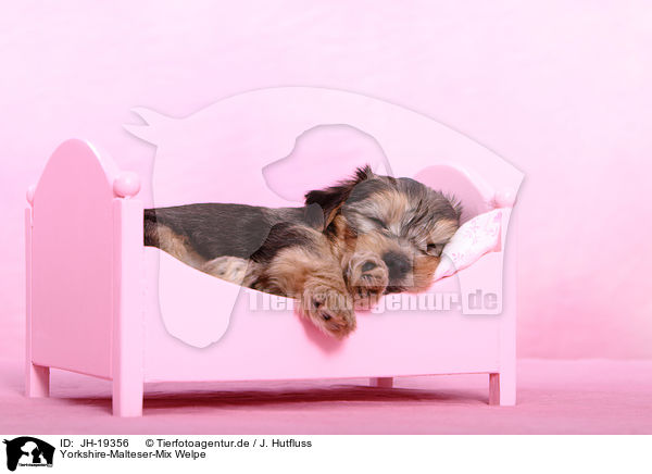 Yorkshire-Malteser-Mix Welpe / mongrel puppy / JH-19356