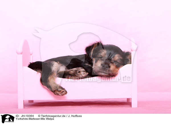Yorkshire-Malteser-Mix Welpe / JH-19364