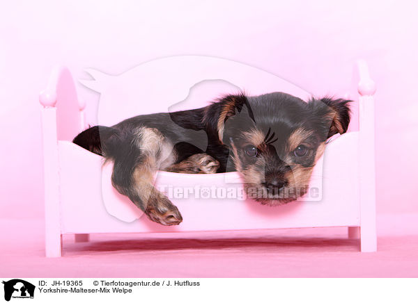 Yorkshire-Malteser-Mix Welpe / JH-19365