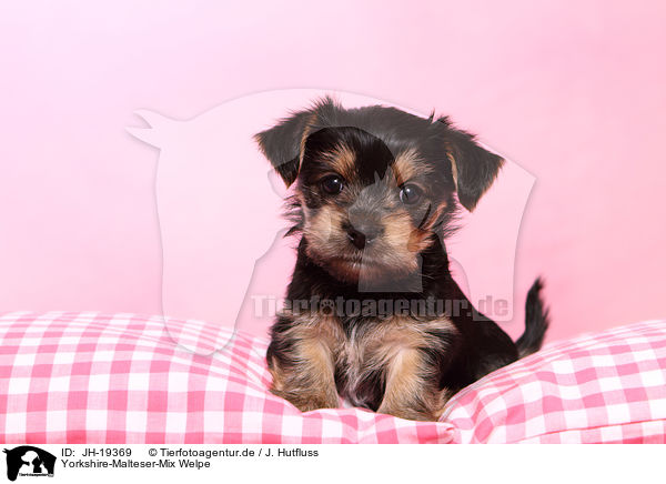 Yorkshire-Malteser-Mix Welpe / JH-19369