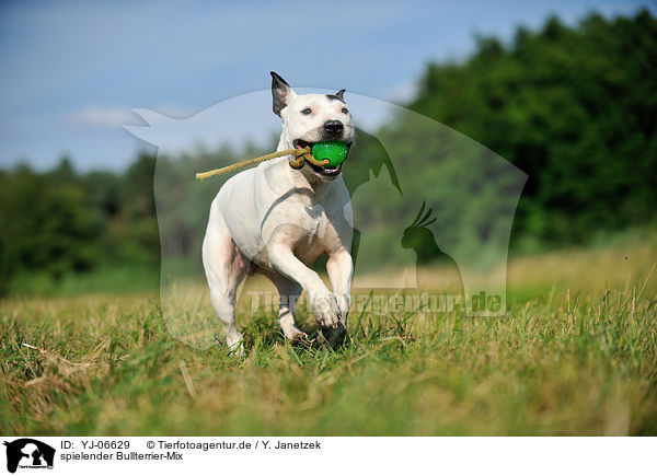 spielender Bullterrier-Mix / playing mongrel / YJ-06629