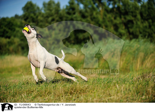 spielender Bullterrier-Mix / playing mongrel / YJ-06643