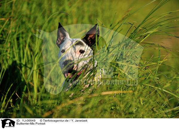 Bullterrier-Mix Portrait / mongrel portrait / YJ-06649