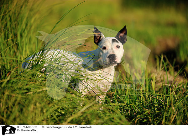 Bullterrier-Mix / mongrel / YJ-06653