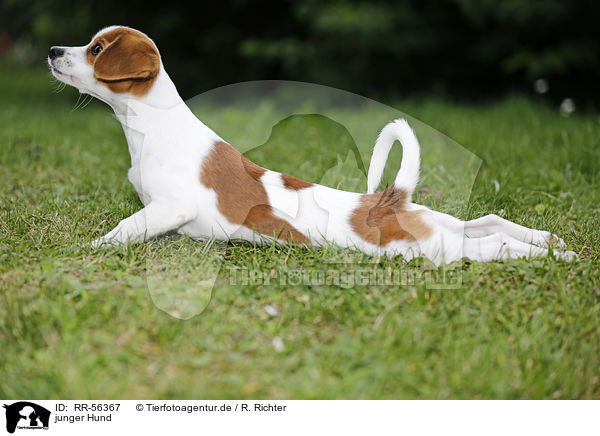 junger Hund / young dog / RR-56367