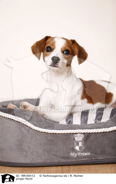 junger Hund / RR-56412