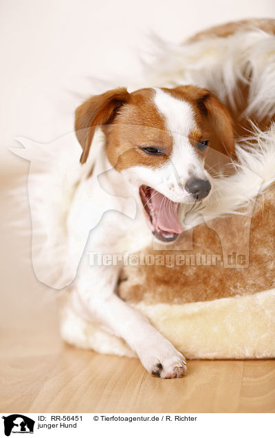 junger Hund / RR-56451
