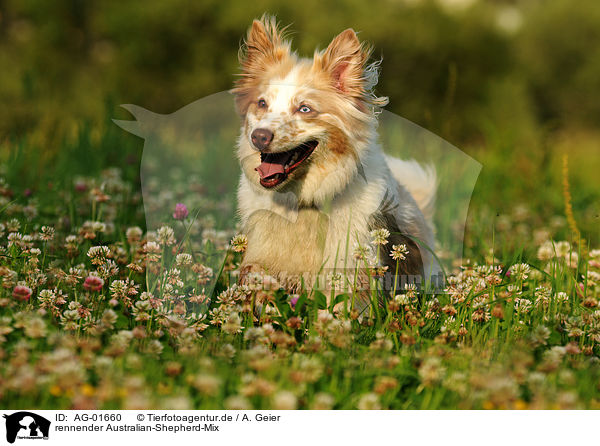 rennender Australian-Shepherd-Mix / running mongrel / AG-01660